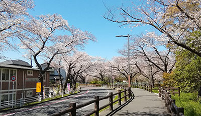 ホーム横の桜並木